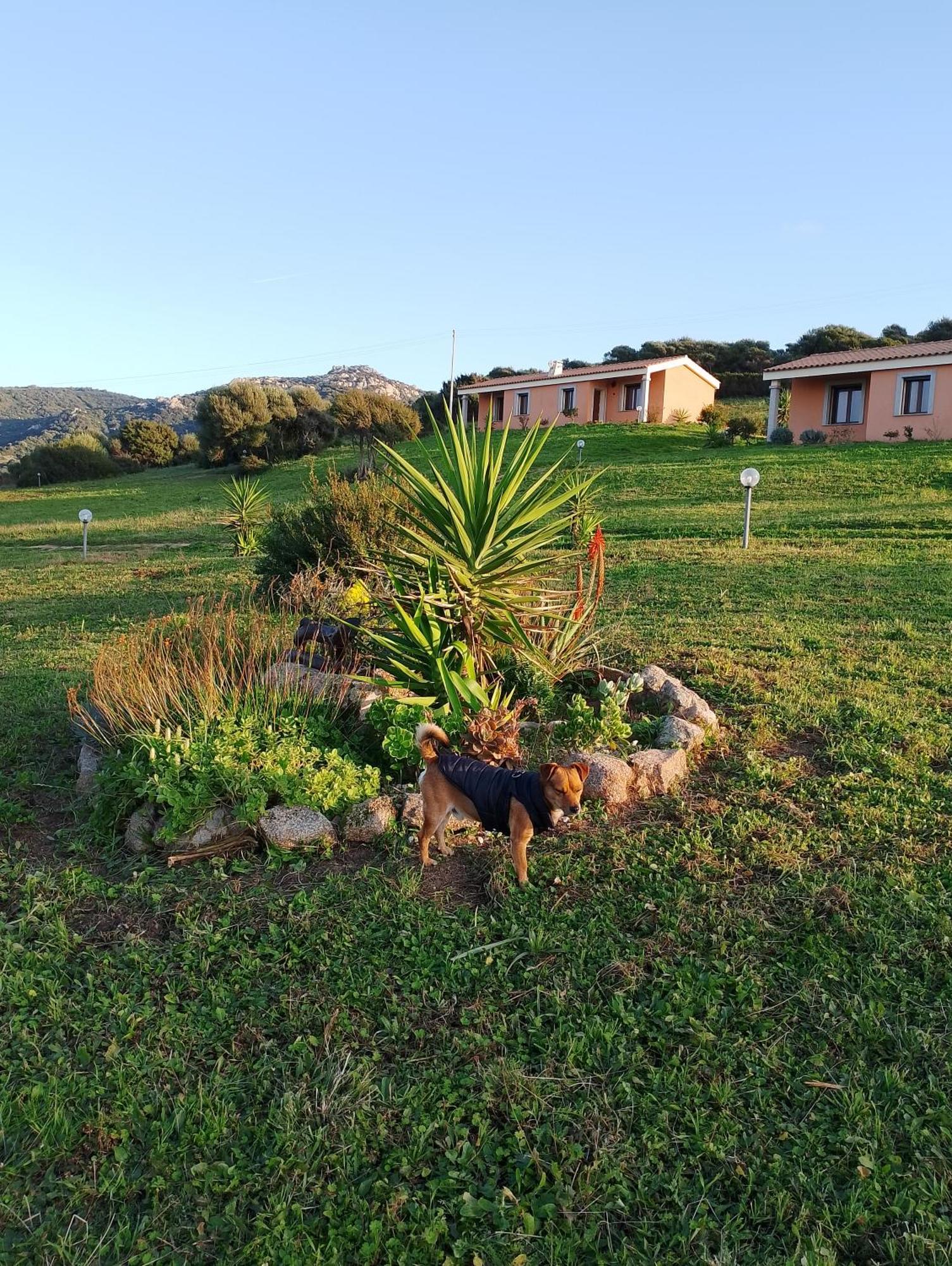 Agriturismo Gli Olivastri Appartamento Corbezzolo Con Piscina E Vista Mare,Climatizzatore,Wifi Aglientu Buitenkant foto